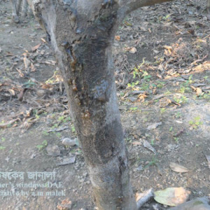 লেবুর আঠা ঝড়া রোগ