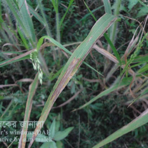 চীনার পাতা ঝলসানো রোগ