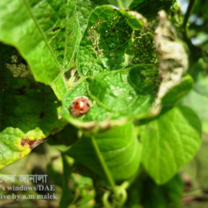শিমের কাঁঠালে পোকা