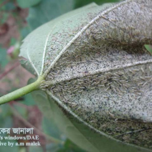 তুলার আঁচা পোকা