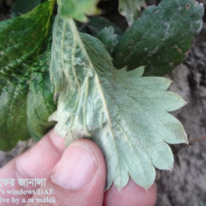 স্ট্রবেরির ক্ষুদ্র লাল মাকড়