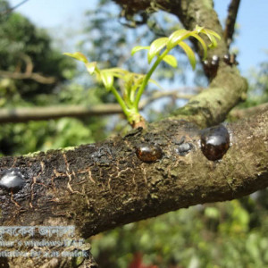 আমড়ার আঠা ঝরা রোগ