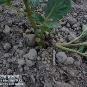 আলুর কাটুই পোকা