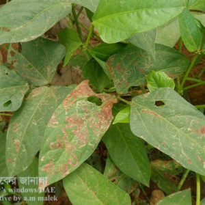 ফেলনের পাতা সুড়ঙ্গকারী পোকা
