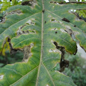 পেপের পটাশ সারের ঘাটতি