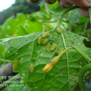 কাকরোলের কাঁঠালে পোকা