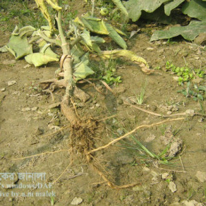 বেগুনের ঢলেপড়া রোগ
