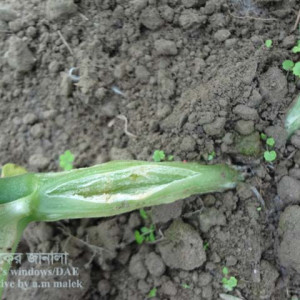 খিরার গামি স্টেম ব্লাইট রোগ